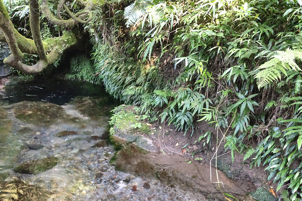 大出水の湧水-5