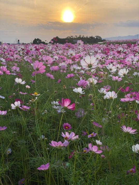 野井倉開田波斯菊大道（大隅：志布志市）-3