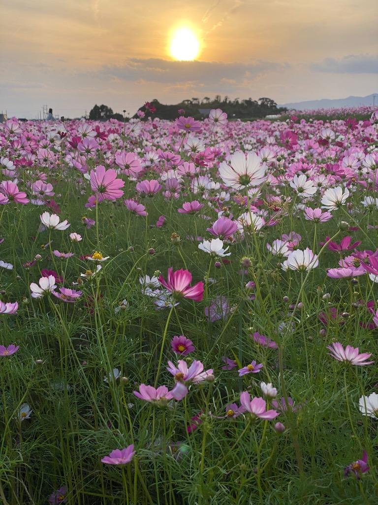 野井倉開田波斯菊大道（大隅：志布志市）-3