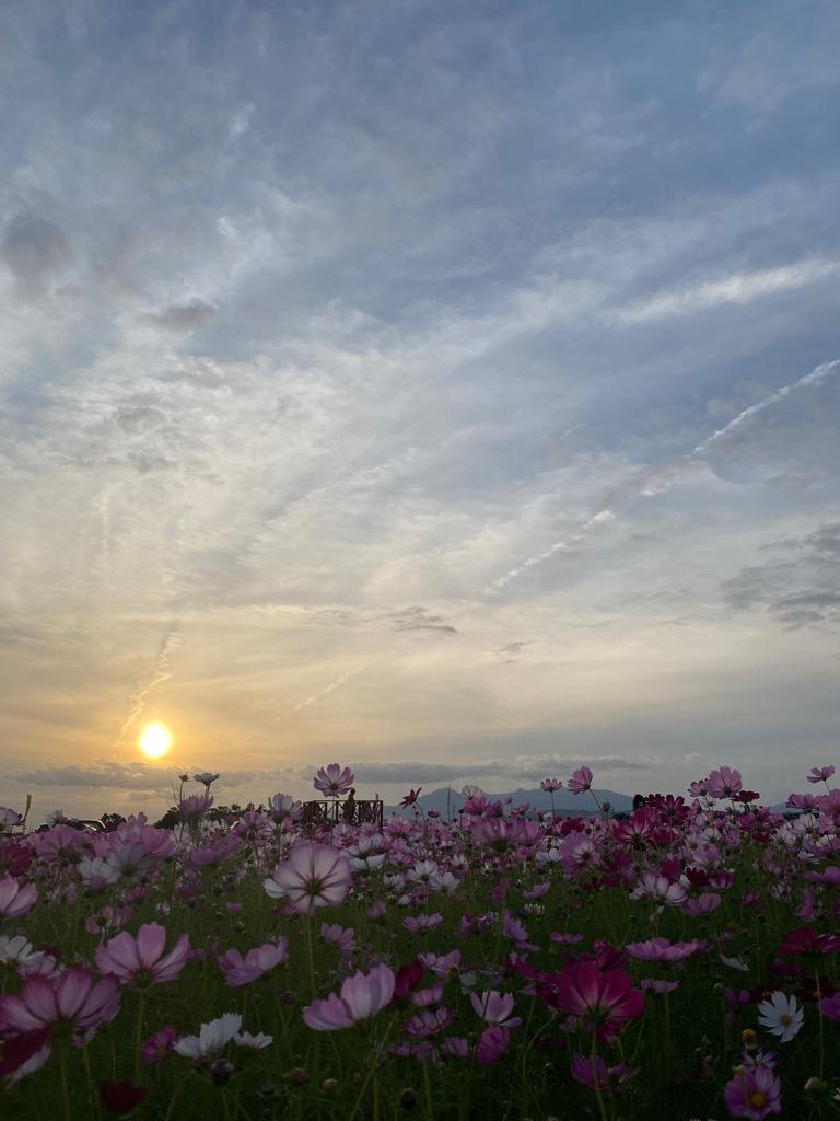 野井倉開田波斯菊大道（大隅：志布志市）-2