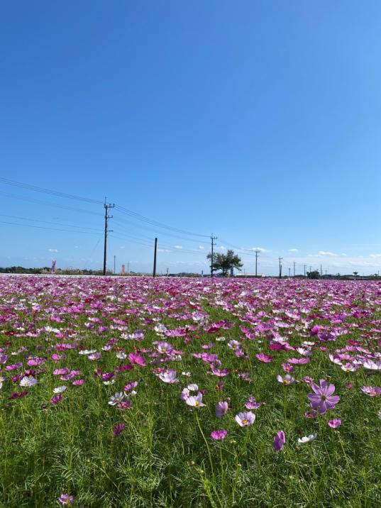 野井倉開田波斯菊大道（大隅：志布志市）-1