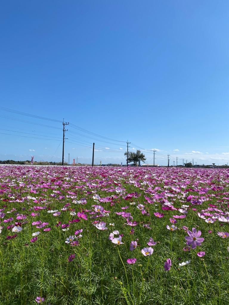 野井倉開田波斯菊大道（大隅：志布志市）-1