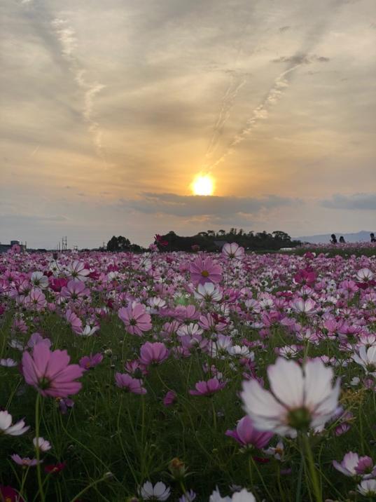 野井倉開田波斯菊大道（大隅：志布志市）-0