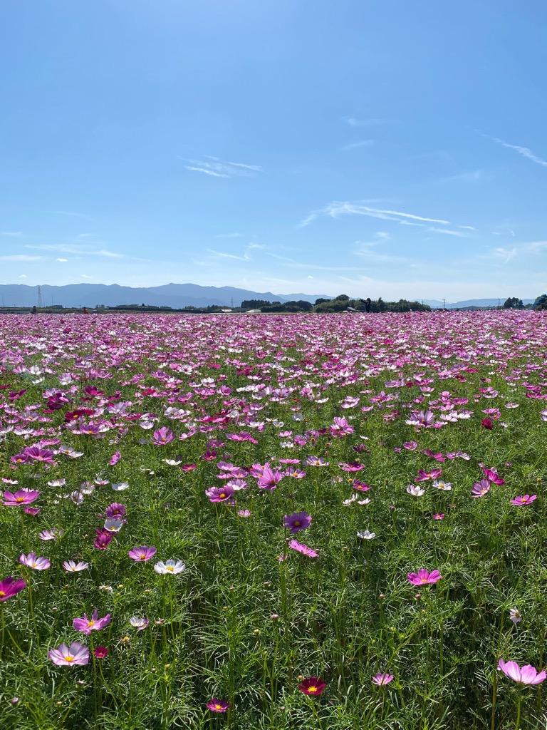 野井倉開田波斯菊大道（大隅：志布志市）-4