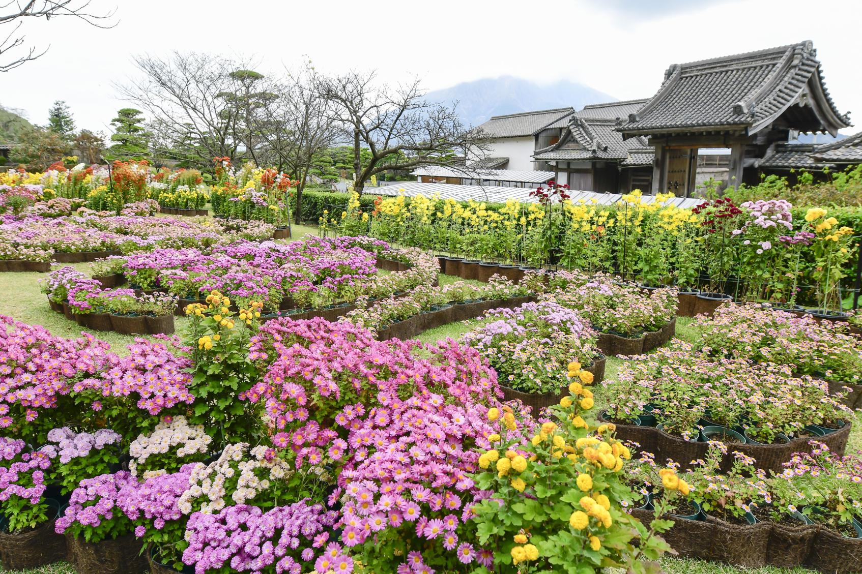 仙岩园菊花节-4