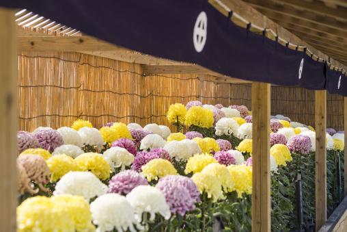 仙岩园菊花节-3