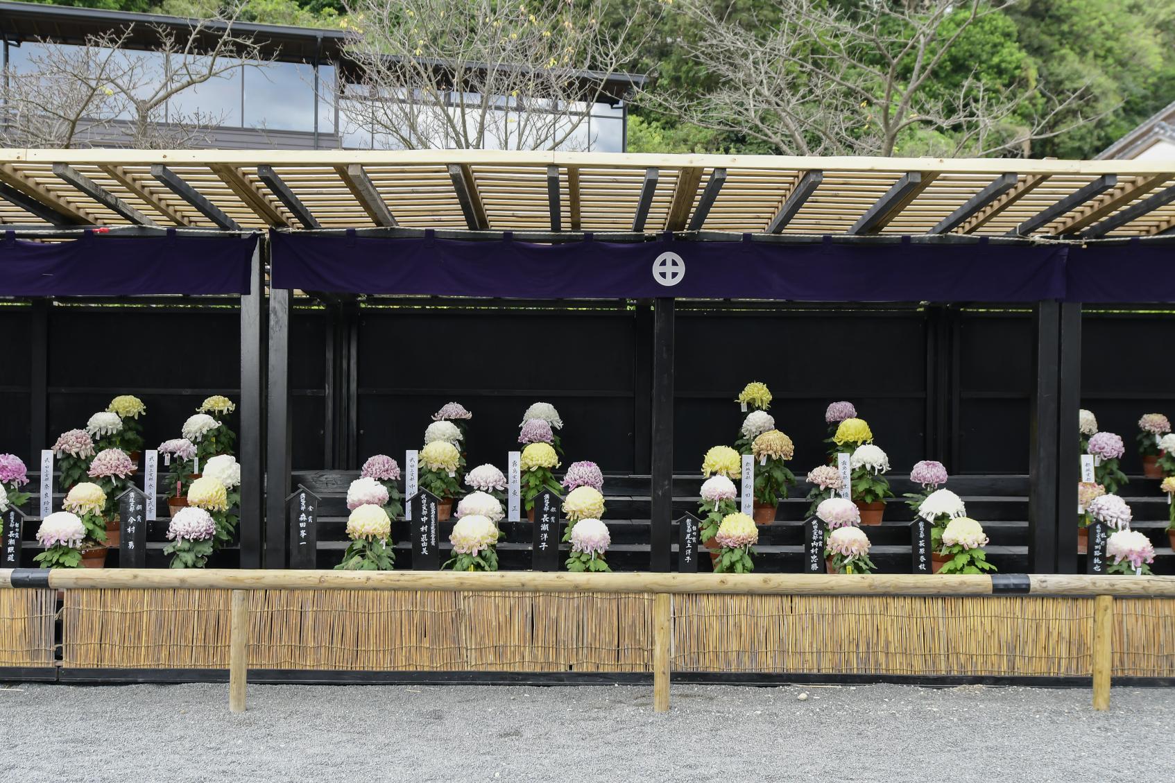 仙巌園 菊まつり-7