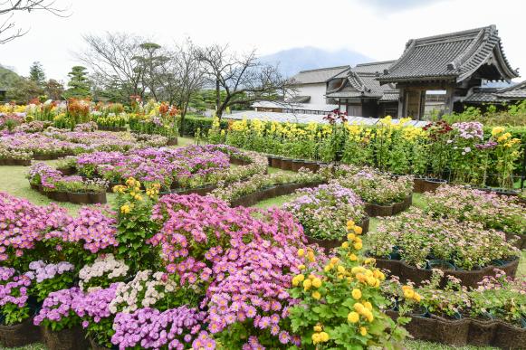 仙巌園 菊まつり-3