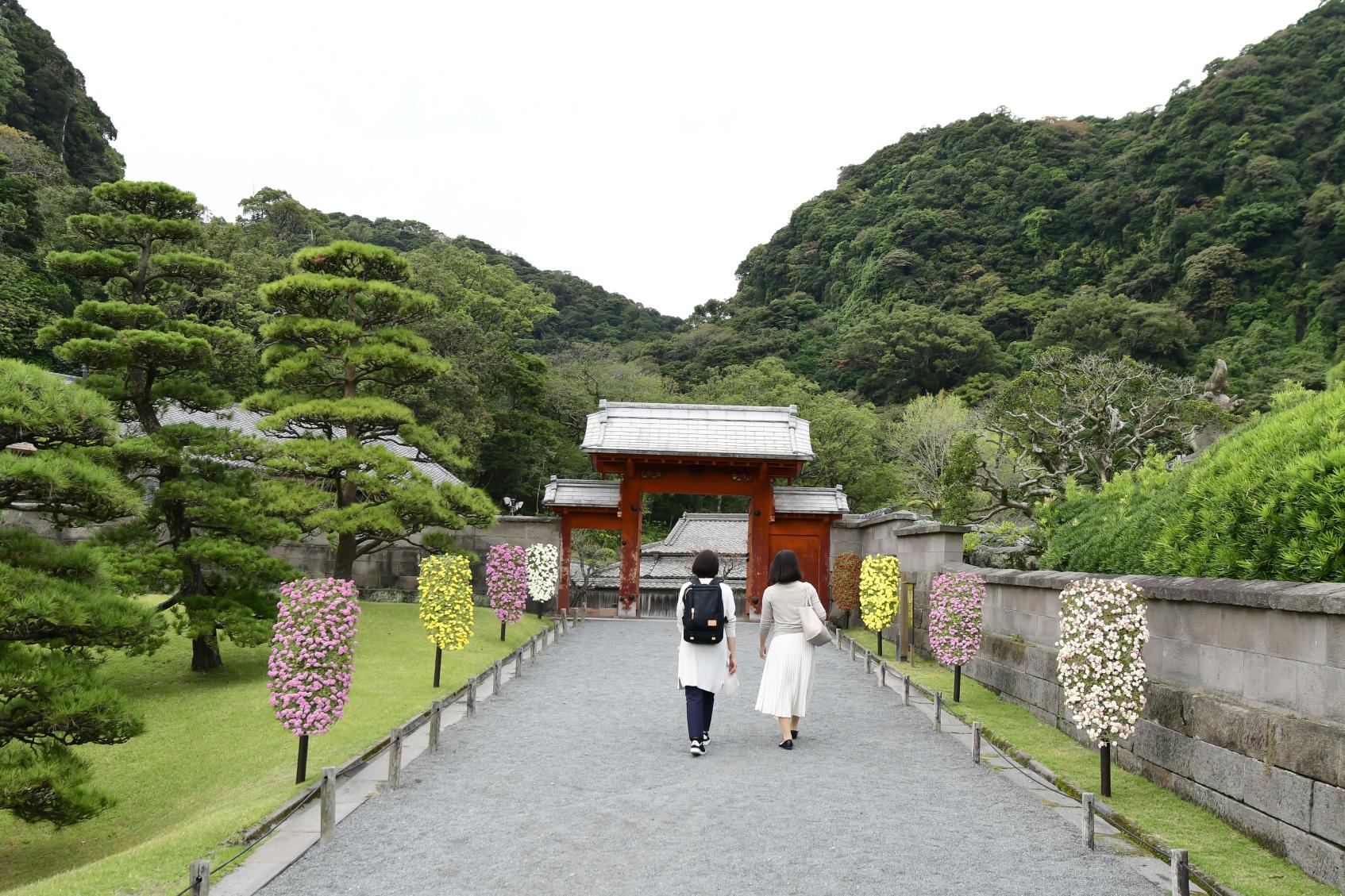 仙巖園菊花祭-5