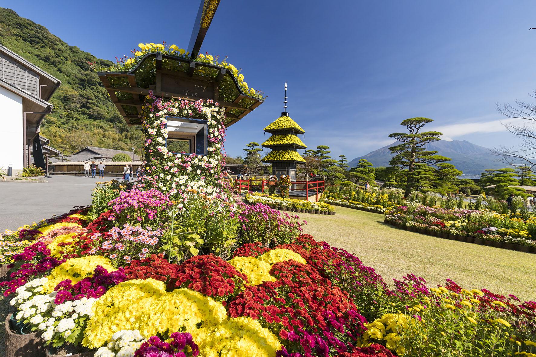 仙岩园菊花节-6