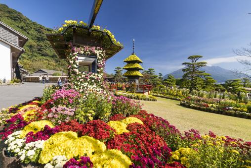 仙岩园菊花节-6