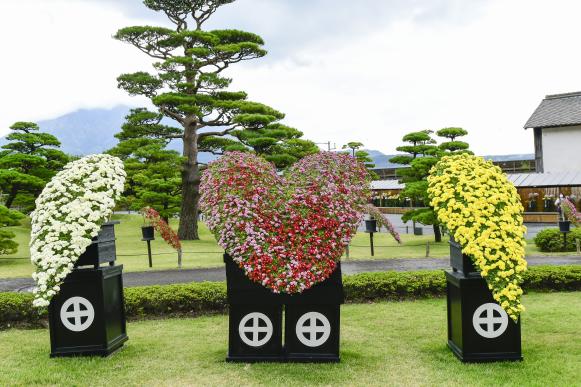 仙岩园菊花节-8