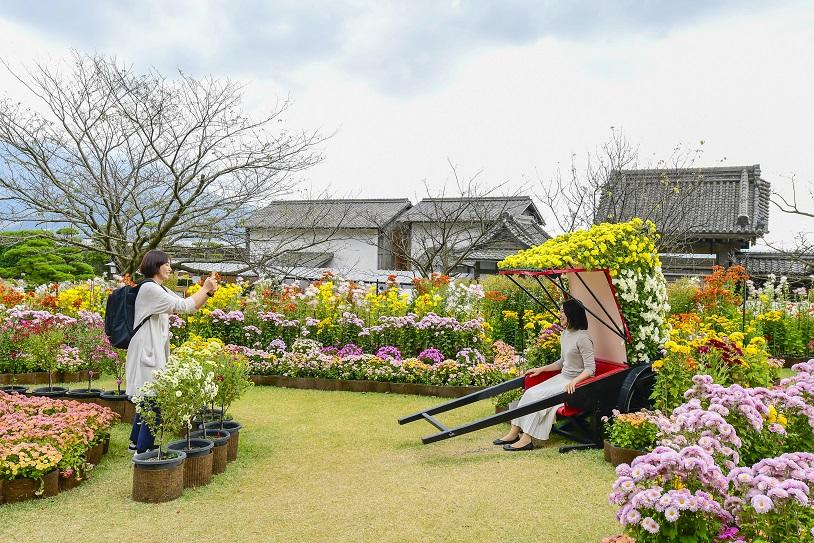 仙岩园菊花节-5