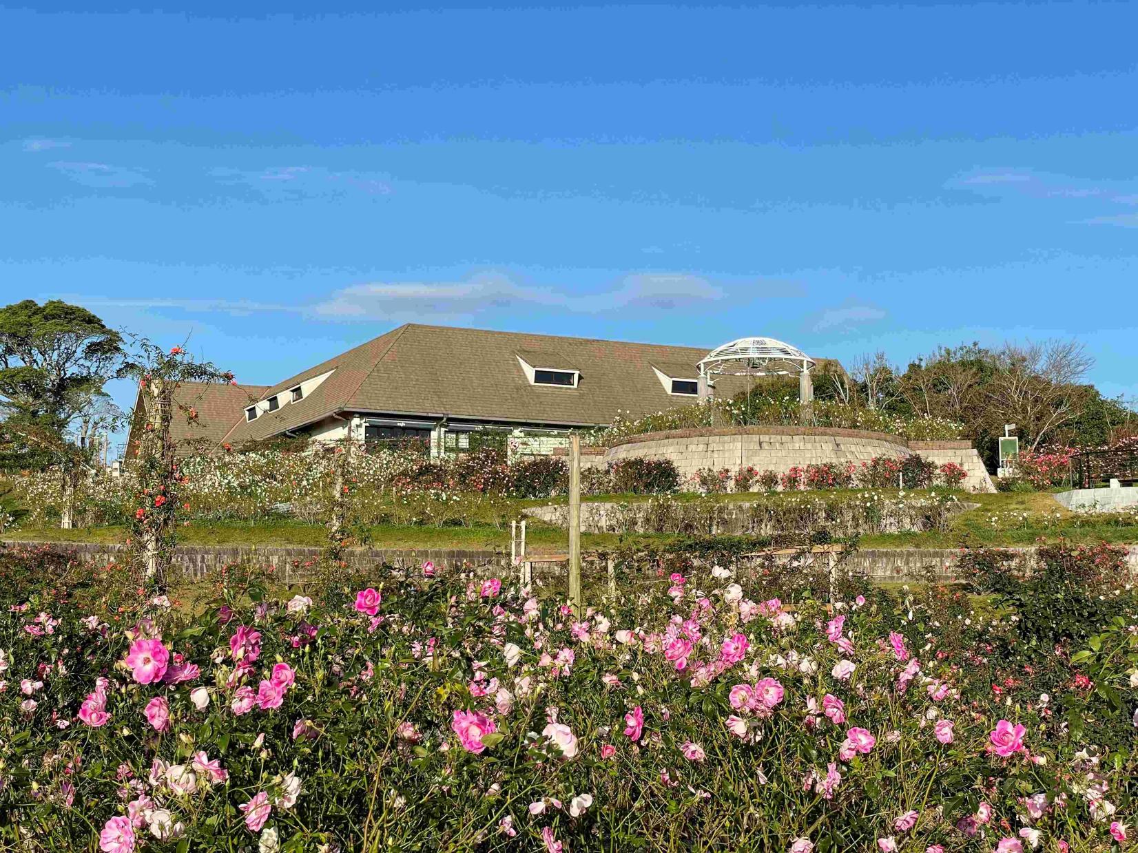 【2025】かのやばら祭り2025秋-1