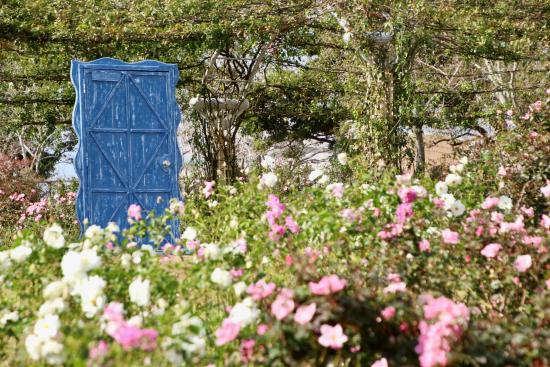 【2025】かのやばら祭り2025秋-4