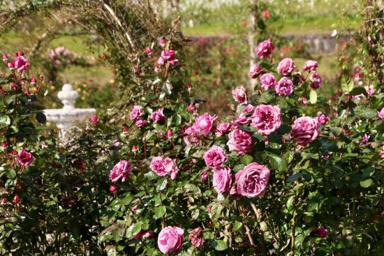 【2025】かのやばら祭り2025秋-5