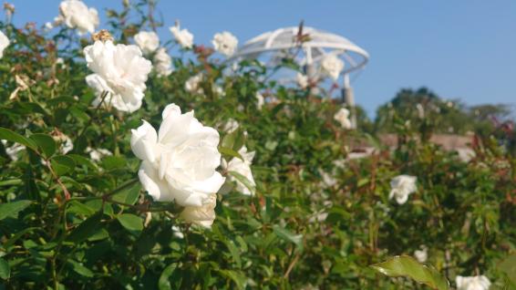 【2025】かのやばら祭り2025秋-0