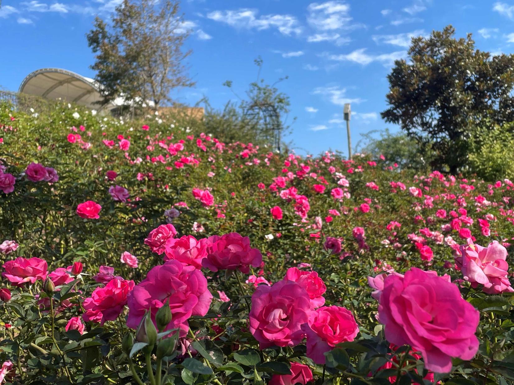 【2025】かのやばら祭り2025秋-2