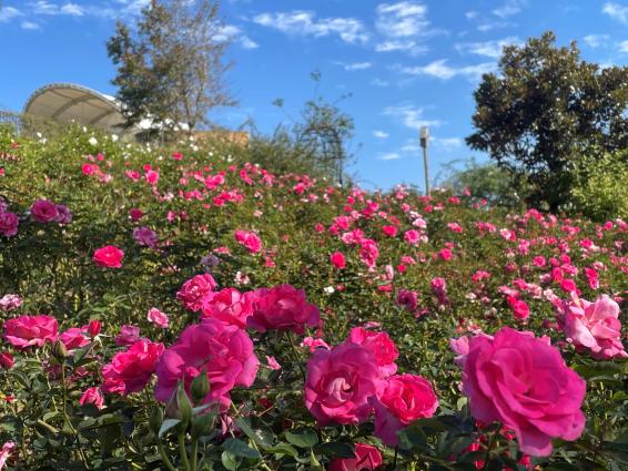 【2025】かのやばら祭り2025秋-2