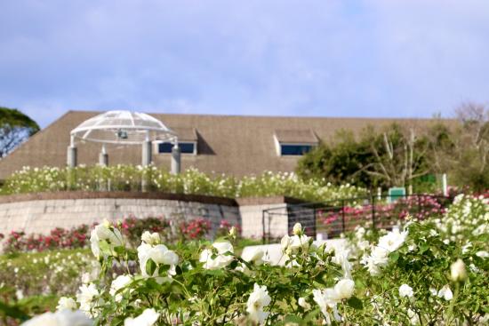 【2025】かのやばら祭り2025秋-3