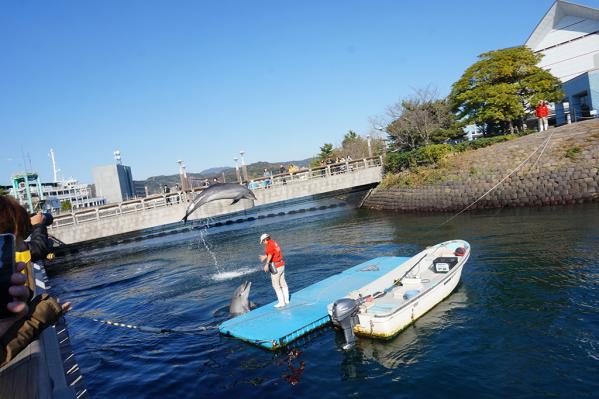 イルカ水路（いおワールドかごしま水族館）-2