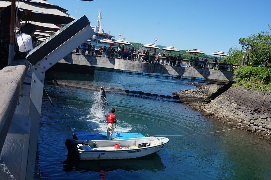 鹿兒島水族館 海豚水路-3