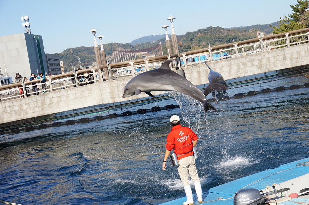 鹿兒島水族館 海豚水路-1