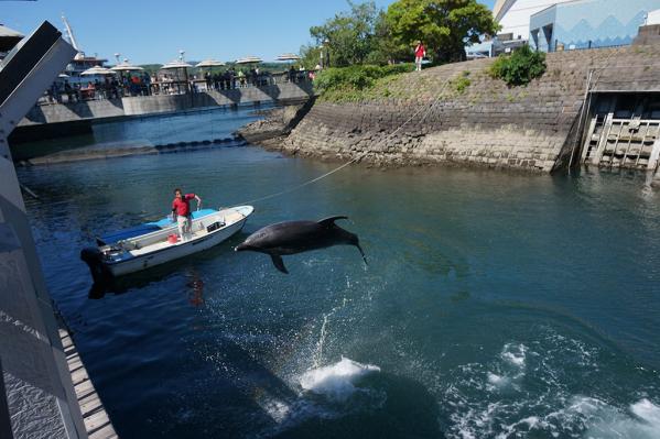 鹿兒島水族館 海豚水路-5