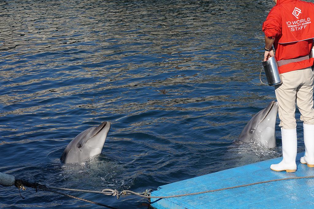 イルカ水路（いおワールドかごしま水族館）-4