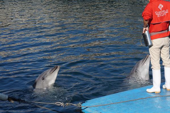 Io World Kagoshima City Aquarium Dolphin Waterway-4