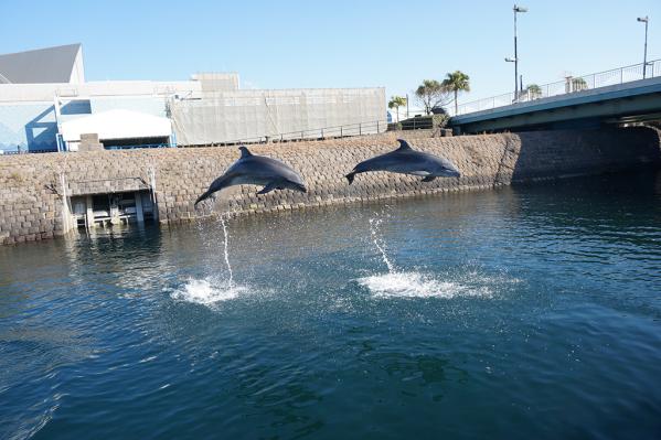 鹿兒島水族館 海豚水路-1