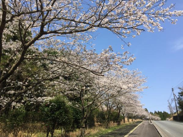 県道徳重横井鹿児島線（206号）-2