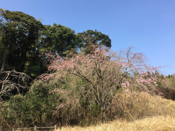 県道徳重横井鹿児島線（206号）-3