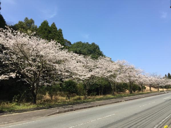 県道徳重横井鹿児島線（206号）-0