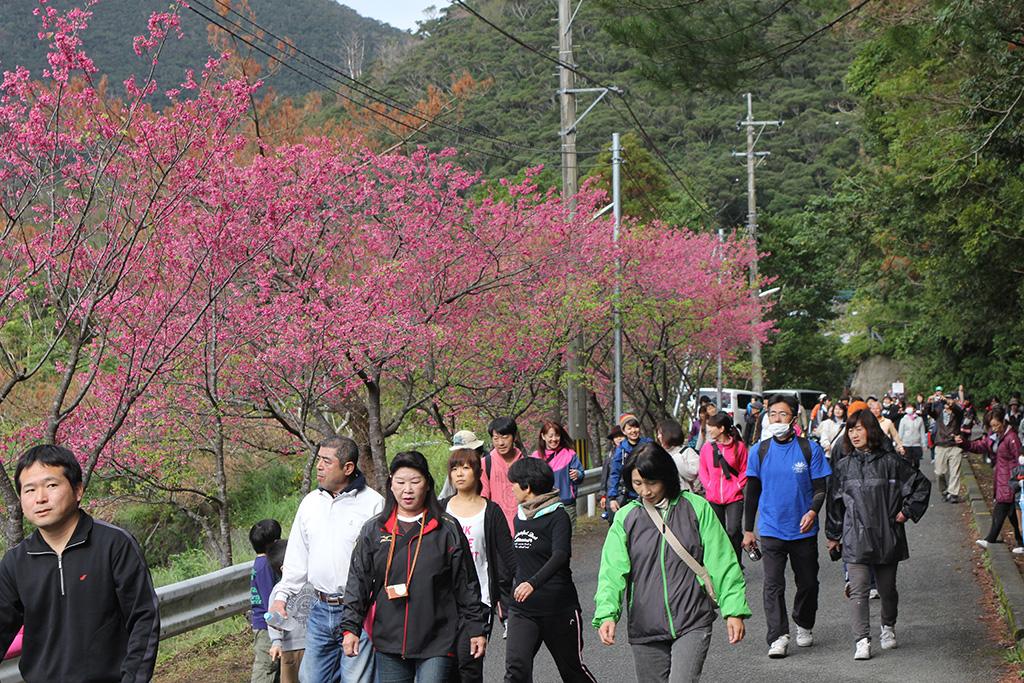 【2024】桜並木＆フナンギョの滝 ウォーキング大会-1