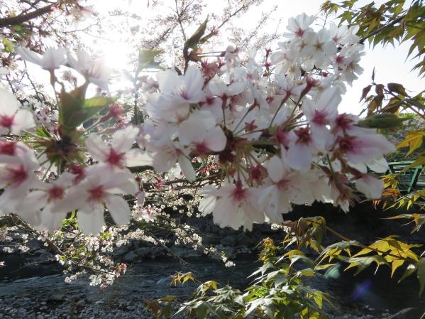 せせらぎの湯　花水木-2