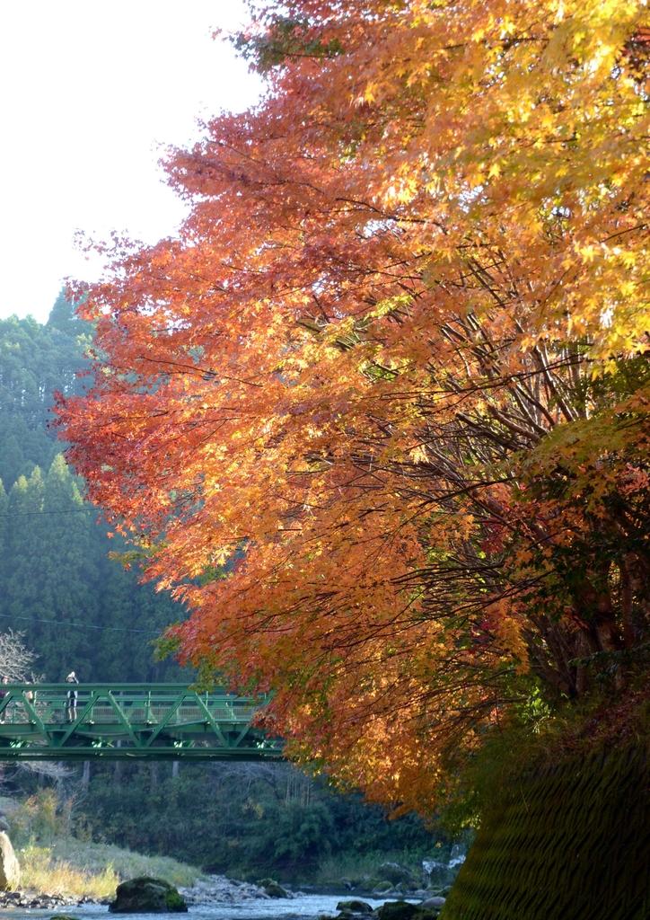 せせらぎの湯　花水木-6