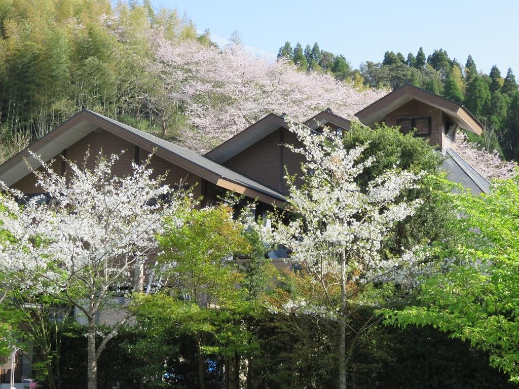 せせらぎの湯　花水木-1