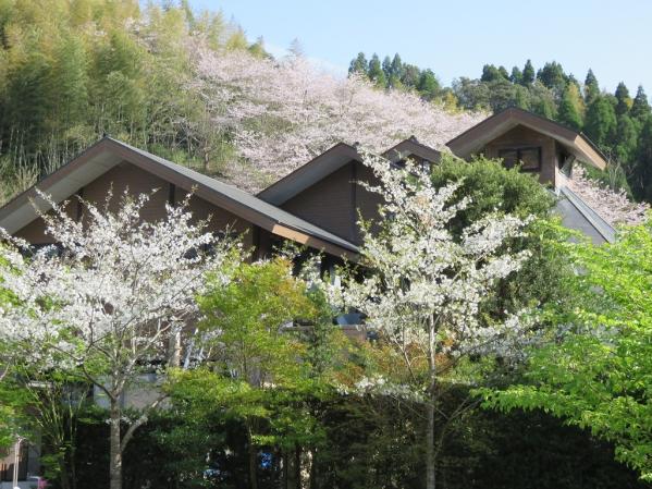 せせらぎの湯　花水木-0