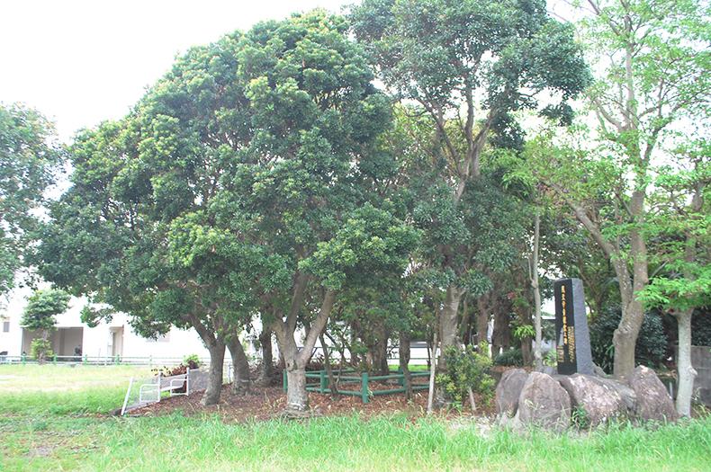  山川薬園跡 