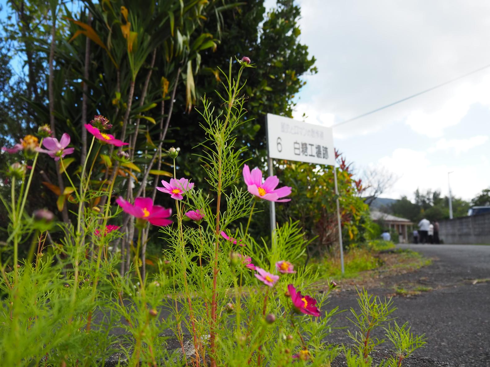 瀬留白糖製造工場跡-3