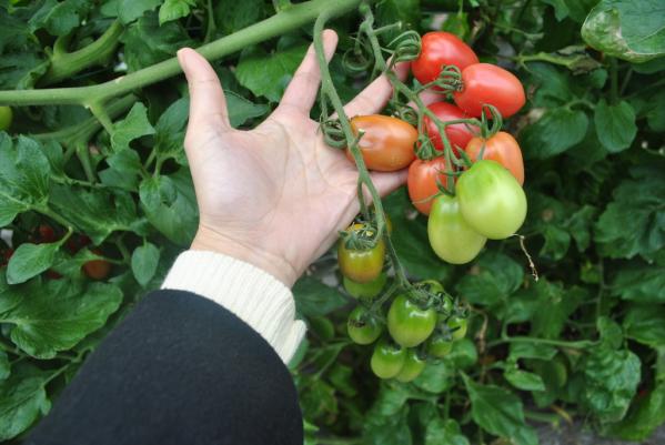 Harvest the sweet tomatoes you find while eating the best parts of them!-4
