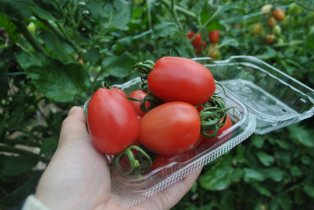 Harvest the sweet tomatoes you find while eating the best parts of them!-2