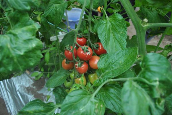 Harvest the sweet tomatoes you find while eating the best parts of them!-1