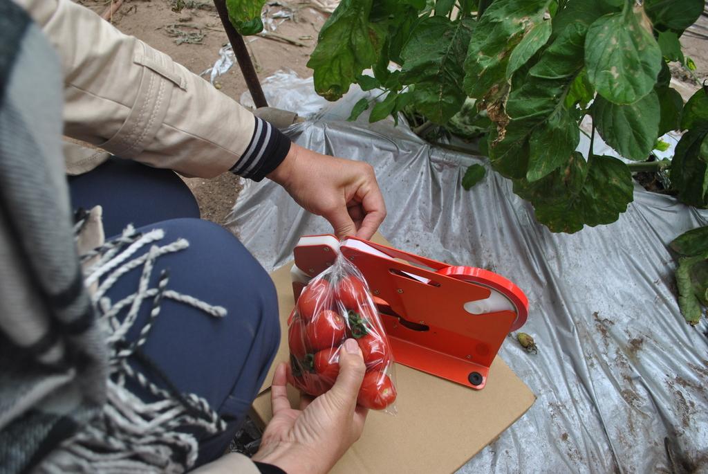 Harvest the sweet tomatoes you find while eating the best parts of them!-3