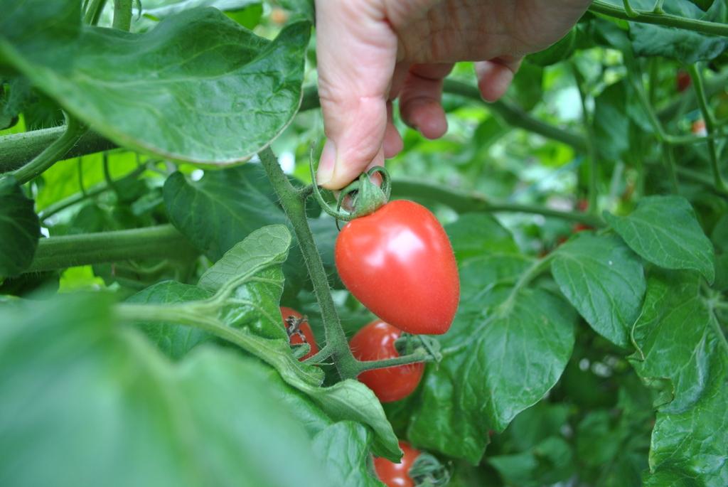 Harvest the sweet tomatoes you find while eating the best parts of them!-1