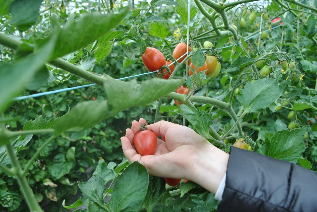 Harvest the sweet tomatoes you find while eating the best parts of them!-5