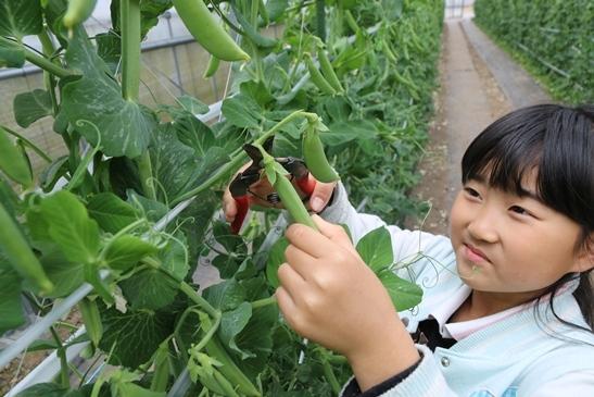 Experiencing the vegetables of Kagoshima’s soil!-6