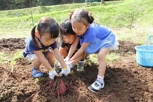 Experiencing the vegetables of Kagoshima’s soil!-7