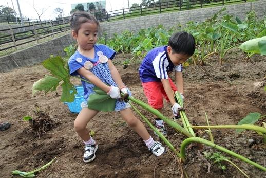 Experiencing the vegetables of Kagoshima’s soil!-1